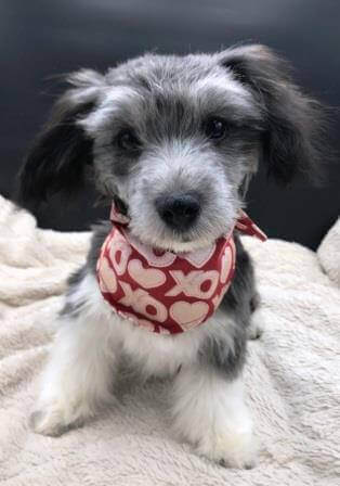 Our Extended Family - Havanese Puppies for Sale in Missouri | Havanese ...